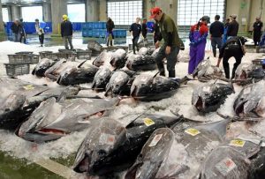 Japan S Bluefin Tuna Quota