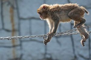 Japanese Monkey Punch Turns 1
