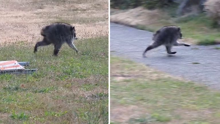 Jimothy The Raccoon Honored By Washington Governor