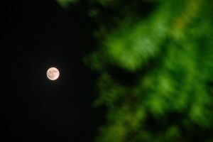 July S Full Buck Moon