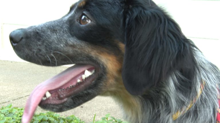 Kentucky Heat Wave Prompts Pet Safety Warning