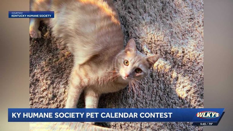 Kentucky Humane Society Seeks Pet Photos