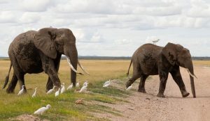 Kenya Probes Elephant Deaths