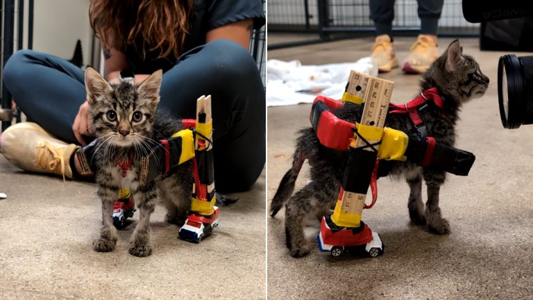 Kitten Gets Custom Wheelchair