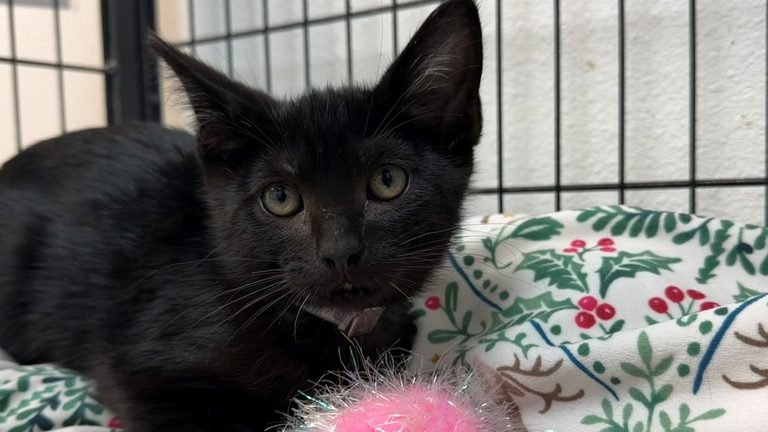 Kitten Rescued From Storm Drain
