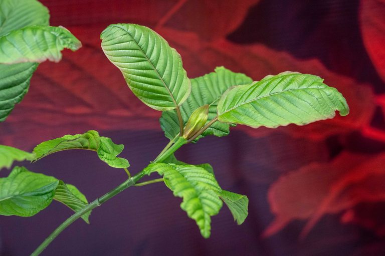 Kratom Use And Risks