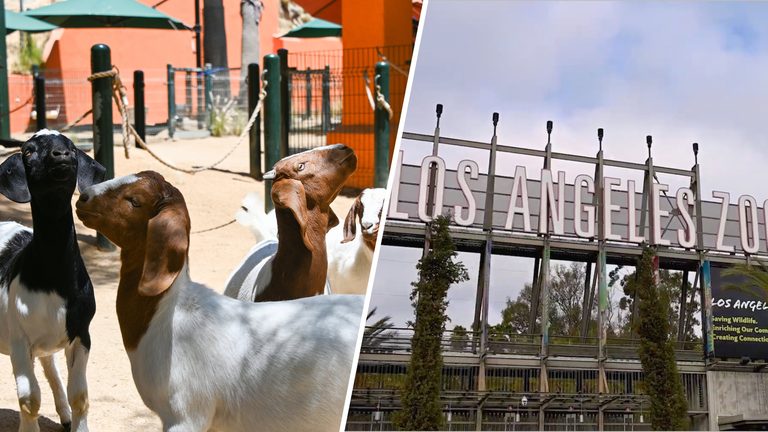 La Zoo Welcomes Boer Goats