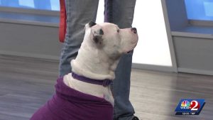 Lake County Animal Shelter Seeks Home For Byron