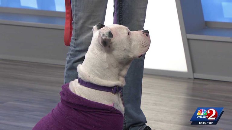 Lake County Animal Shelter Seeks Home For Byron