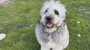 Lapd Sued Over Dog Shooting