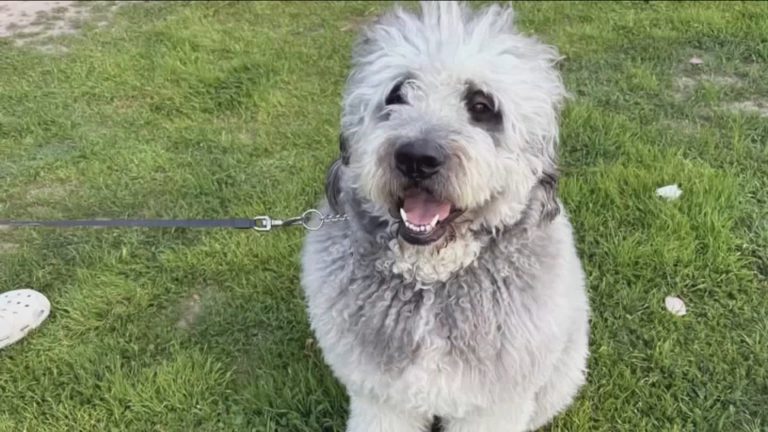 Lapd Sued Over Dog Shooting