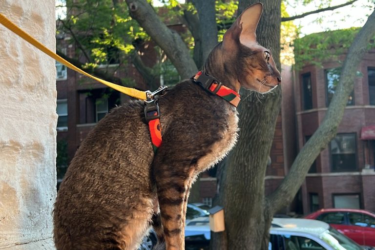 Lincoln Square Hosts Cat Tour