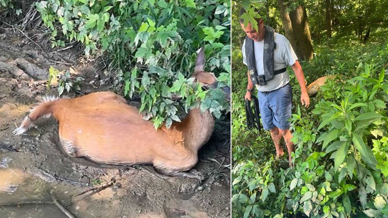 Lmpd River Unit Rescues Deer
