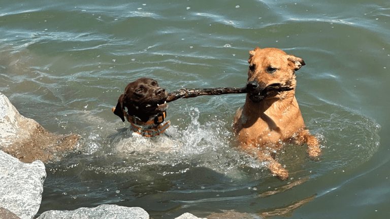 Local Dogs Enjoy Summer