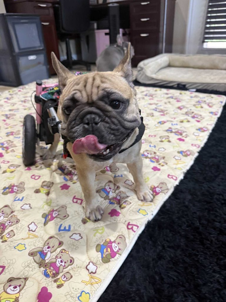 Local Nonprofit Helps French Bulldogs