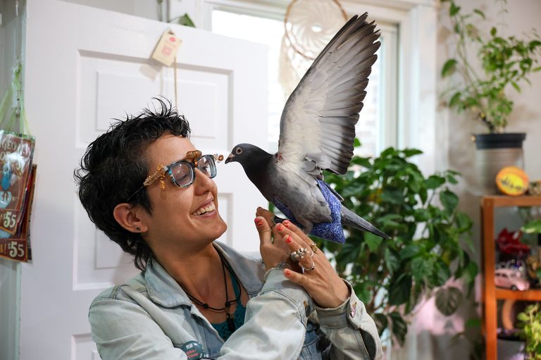 Logan Square S Famous Pet Pigeon