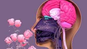 Loss Of Smell Tied To Brain Health