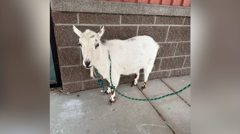 Lost Goat In Terrebonne