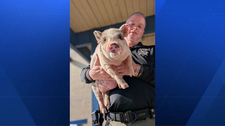 Lost Pig Found In Hartwell