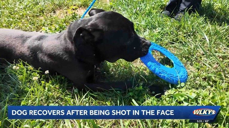 Louisville Dog Recovering