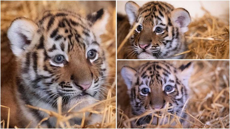 Louisville Zoo S Amur Tiger Cubs Revealed