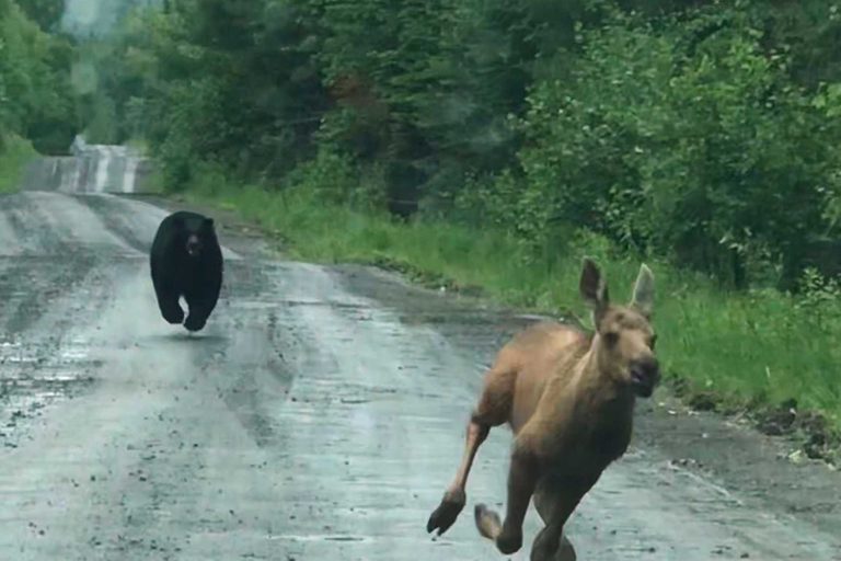 Maine Couple Helps Moose Calf Escape Bear