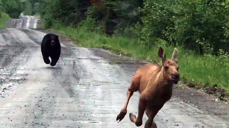 Maine Couple Saves Moose Calf