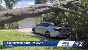 Maitland Family S Cars Crushed By Fallen Tree