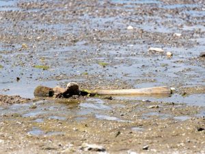 Mammoth Remains Found In Bulgaria