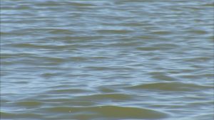 Man Dog Drown In Denton Pond