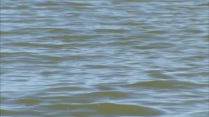 Man Drowns At Joe Pool Lake