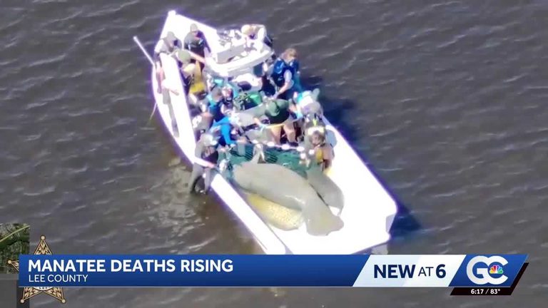 Manatee Rescue Operation In Southwest Florida