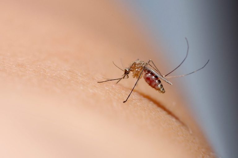 Marion County Offers Free Mosquito Rodent Control