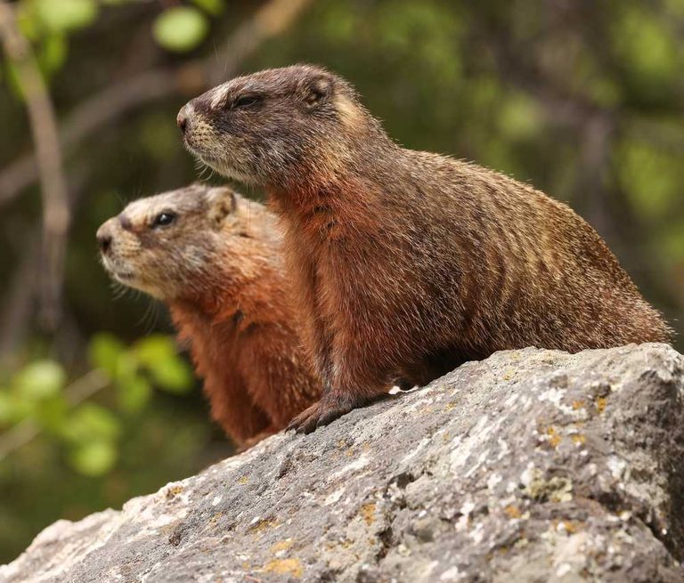 Marmots Invade Cars On Casper Mountain