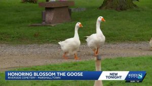 Marshalltown Cemetery Honors Beloved Goose
