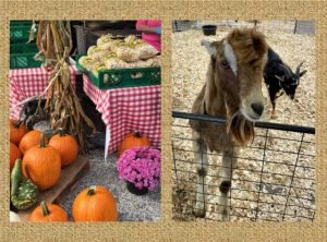 Maryland Fall Home Garden Craft Show