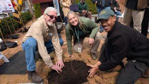 Maryland S Liberty Tree Descendants To Be Planted