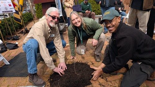 Maryland S Liberty Tree Descendants To Be Planted