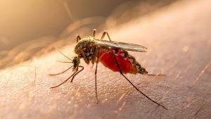 Mosquito Bites The Science And Relief