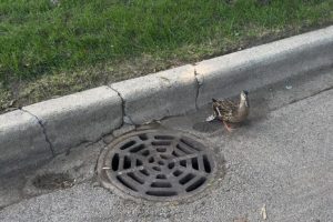 Mount Greenwood Neighbors Rescue Trapped Baby Ducks