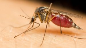 Naperville Urges Residents To Help Reduce Mosquitoes