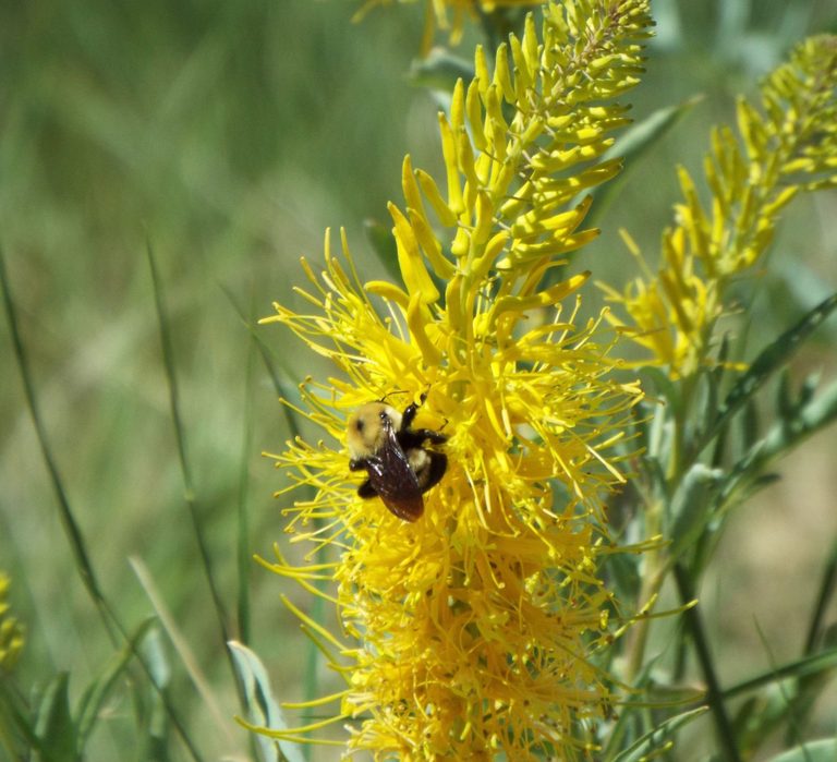 Native Plants For Landscaping