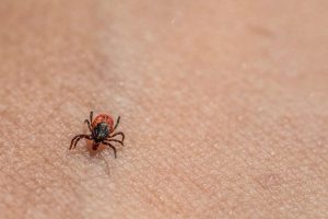 New Lyme Disease Vaccine