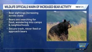 New Mexico Sees Rise In Bear Sightings