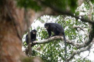 New Monkey Species Found