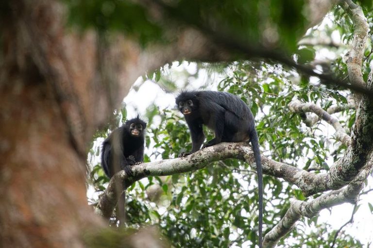 New Monkey Species Found