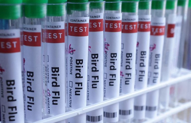 New Zealand Reports First Native Bird With H5N1 Bird Flu