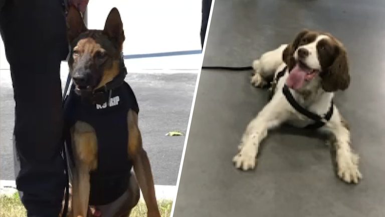 Nj Officer Charged After K 9S Die In Hot Vehicle