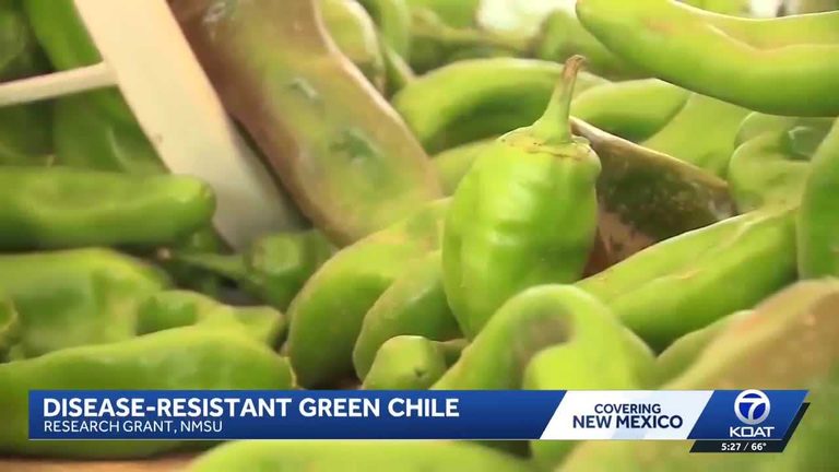 Nmsu Develops Disease Resistant Green Chile