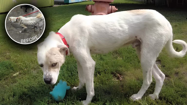 Noah A Dog Rescued From Neglect Recovers